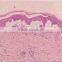 Different kinds of histology teaching prepared microscope slides