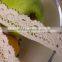 2016 Spring & Summer Cotton Lace /crochet Lace/lace Trimmings250202