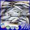 Frozen Yellowtail Scad whole round