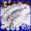 Seafood frozen round scad fish (decapterus macarellus)