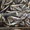 Frozen Anchovy (Engraulis Japonicus)