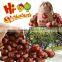 Vacuum packed roasted chestnuts snacks for sale
