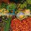 fresh vegetables of indian origin