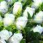 Fresh cut flowers suppliers white rose flowers
