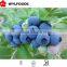 IQF frozen blueberry high quality hot sales