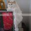 decoration toy mini cute small dollhouse cat standing decoration