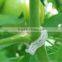 2017 Hot Sell Plant Support Clips for Vine Garden Vegetables