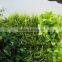 Artificial Plant for Office Building or Shopping Mall Decoration