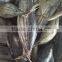 fish maw of skipjack tuna