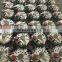 Chinese Factory Supplier 28 Volt 45A AVEB243 Alternator for Bus