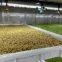 40HQ hydroponic fodder system container farmhydroponic growing systems shipping container hydroponic system