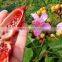 Premium Quality Red Annatto seeds/Best shelling natural dried annatto seed from Vietnam