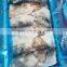 BQF Frozen Cleaned Squid Fillet Block Good Price