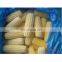 NON GMO Length 3-5cm 6-8cm IQF Frozen Sweet Corn Cut