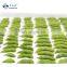 Sinocharm Bulk Price IQF Frozen Green Soybeans in 3 Pods