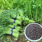 500g China hotsale tropical vegetable seeds bulk rau muong seeds for sale
