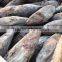 Whole round 3.4kgs up frozen skipjack tuna fish