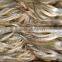 Good quality todarodes Pacificus squid head for sale