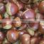 sale 2015 new harvest fresh water chestnut