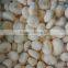 Best quality iqf frozen water chestnuts organic water chestnut