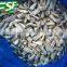 delicious IQF oyster mushroom slices,chinese mushroom supplier 2016 new crop