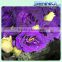2016 hot selling fresh cut flowers purple eustoma purple flower