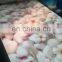 Pre painted galvanized coil PPGI/PPGL/HDGI DIN 17210 low alloy steel plate in stock