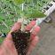 Rootstock seeds for watermelon and melon planting