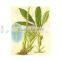 factory wholesale zedoary turmeric oil 99%