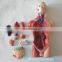Human Body Anatomy Sexless Torso Model