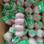 Fresh Garlic