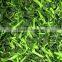 Delicious Taste BQF Spinach Blocks for Sale