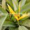 2016 High quality fresh cut Strelitzia reginae and other fresh green fillers from China
