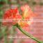 Real touch artificial flowers Clivia wholesale silk Clivia
