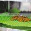 2016  china free sample heat resistant silicone non stick baking mat