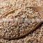Premium Quality Sesame Seeds - Indian Origin