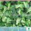 frozen vegetable products