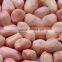 High Quality Groundnut seed