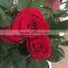 Fresh Cut Red Rose Pink Rose White Rose Blue Rose