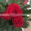 Big distount for fresh cut pink/red/blue/green rose hot selling