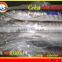 FROZEN WHOLE ROUND BARRACUDA FISH