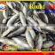 FROZEN MARUADSI (ROUND SCAD)