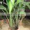 Strelitzia nicolai ornamental plants