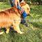 China supplier interactive TPR dog chew ball with rope for pet dog training/ teeth cleaning