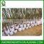 PHYLLOSTACHYS PUBESCENS diameter 3-4cm(2)