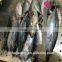 Frozen bonito fish feed with size 750 - 1000 g