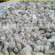 Electric Cotton Seeds Delinting Machine/Cotton Seeds Delinter Machine/Saw Teeth Delinter Machine