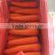 fresh red carrot