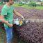Professional gas double blades hand hedge trimmer for cutting