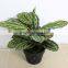 Trees Plant Type And Fiberglass Material Large Outdoor Artificial Trees